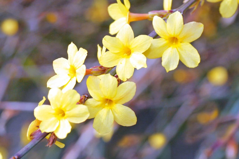 Prim-plan al unei ramuri de iasomie de iarnă cu flori galbene.