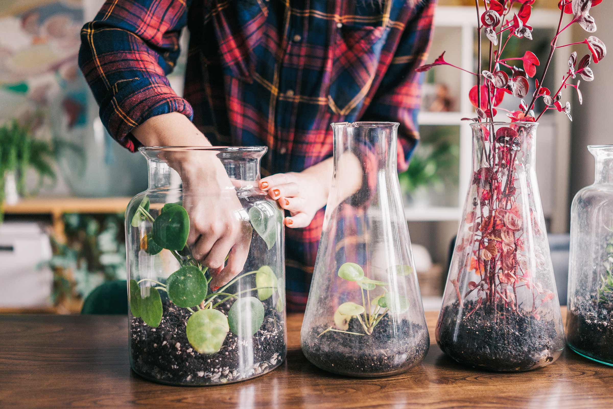 Femeie plantând plante de interior în recipiente de sticlă pe o masă de lemn.