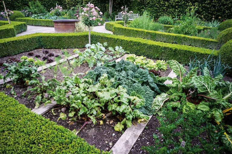 Grădină de legume cu salată verde, varză, sfeclă elvețiană și plante de sfeclă, înconjurată de garduri vii de buxus