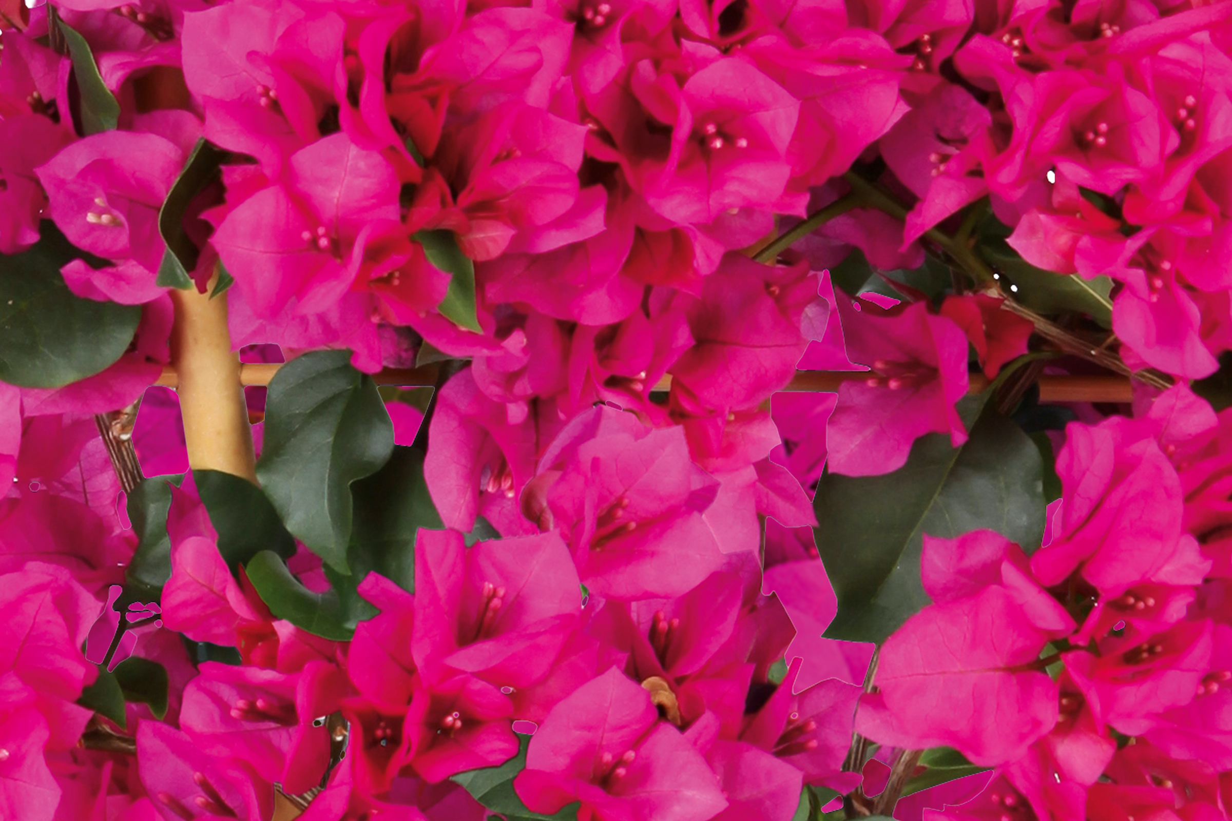 Prim-plan cu flori de bougainvillea cu frunze verzi