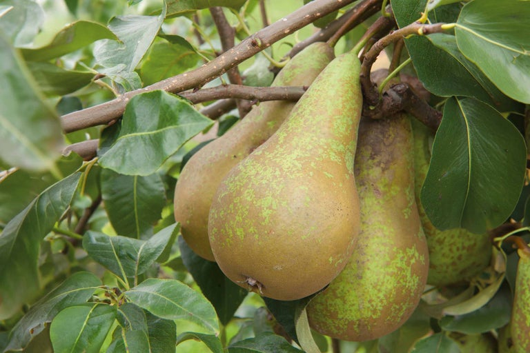 Pere pe pom cu frunze