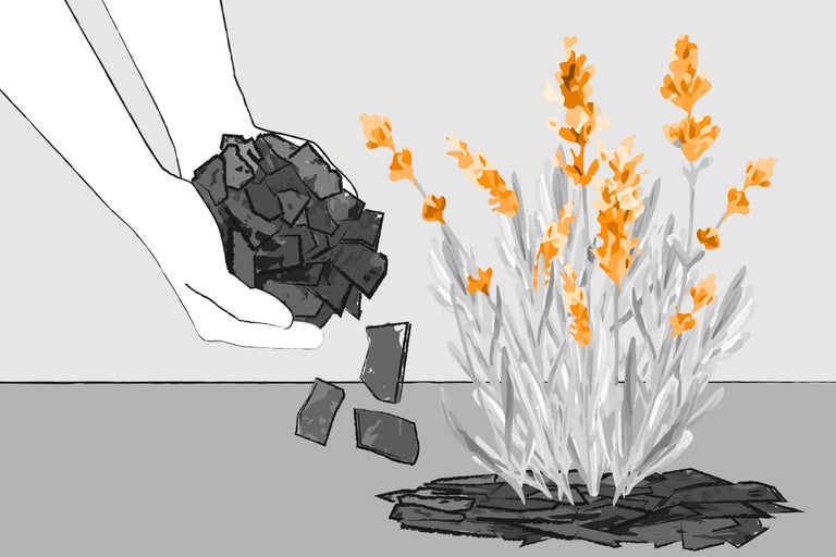 Ilustrație cu o mână care împrăștie mulci de scoarță pe un strat de flori