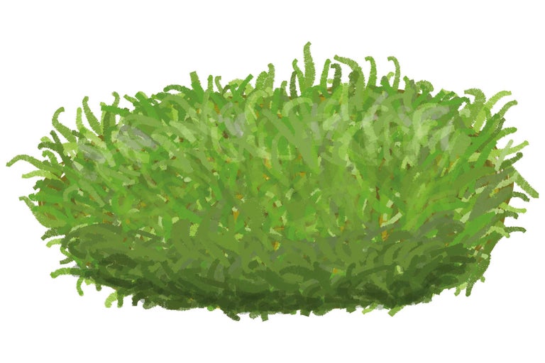 Ilustrație a unui arbust ornamental verde