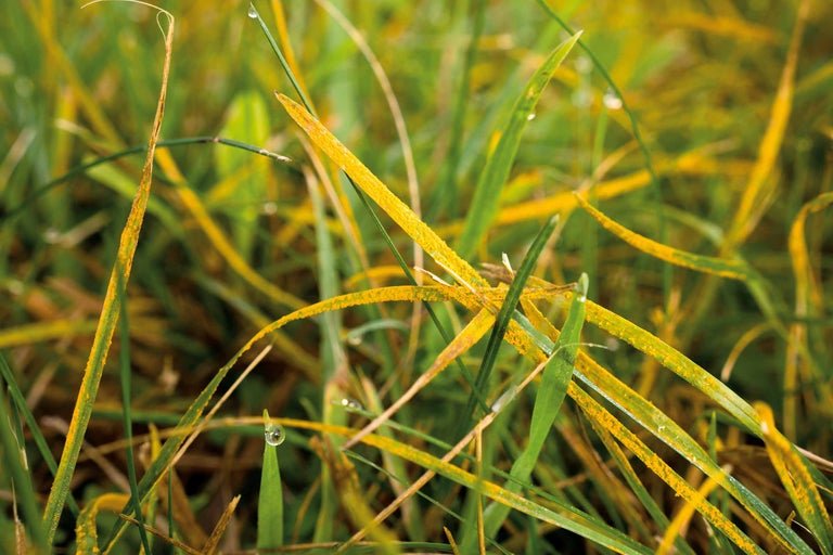 Ierburi afectate de rugină