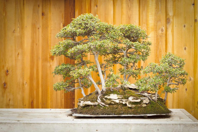 Bonsai pe o masă în fața unui perete de lemn