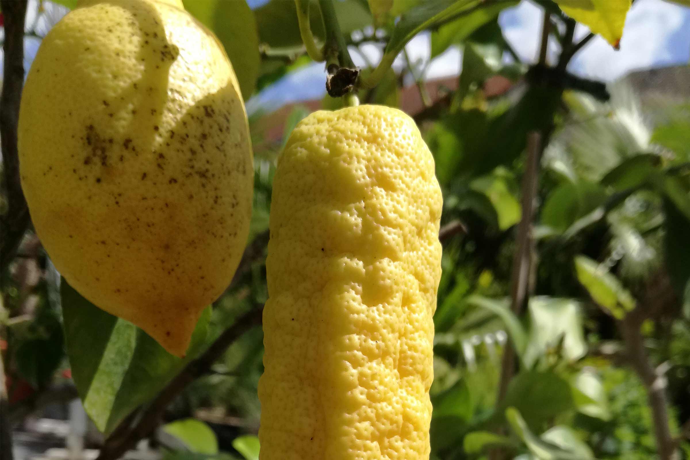 Fructe de lămâie în pom