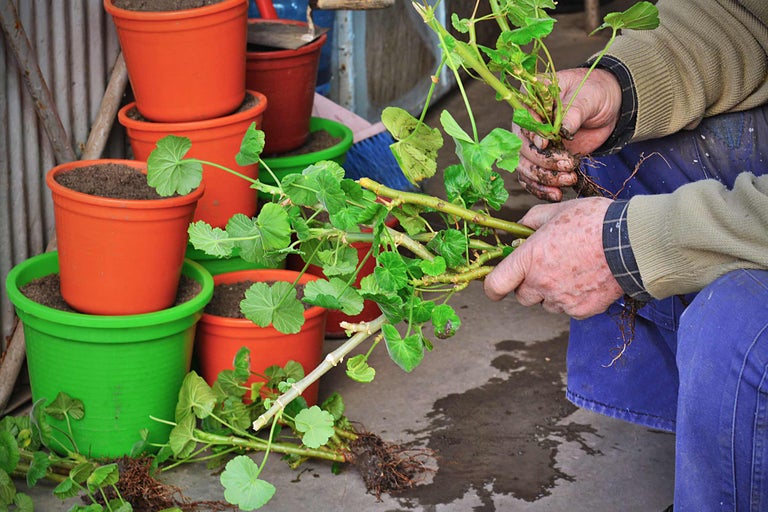 Persoană care ține butași de mușcate lângă jardiniere