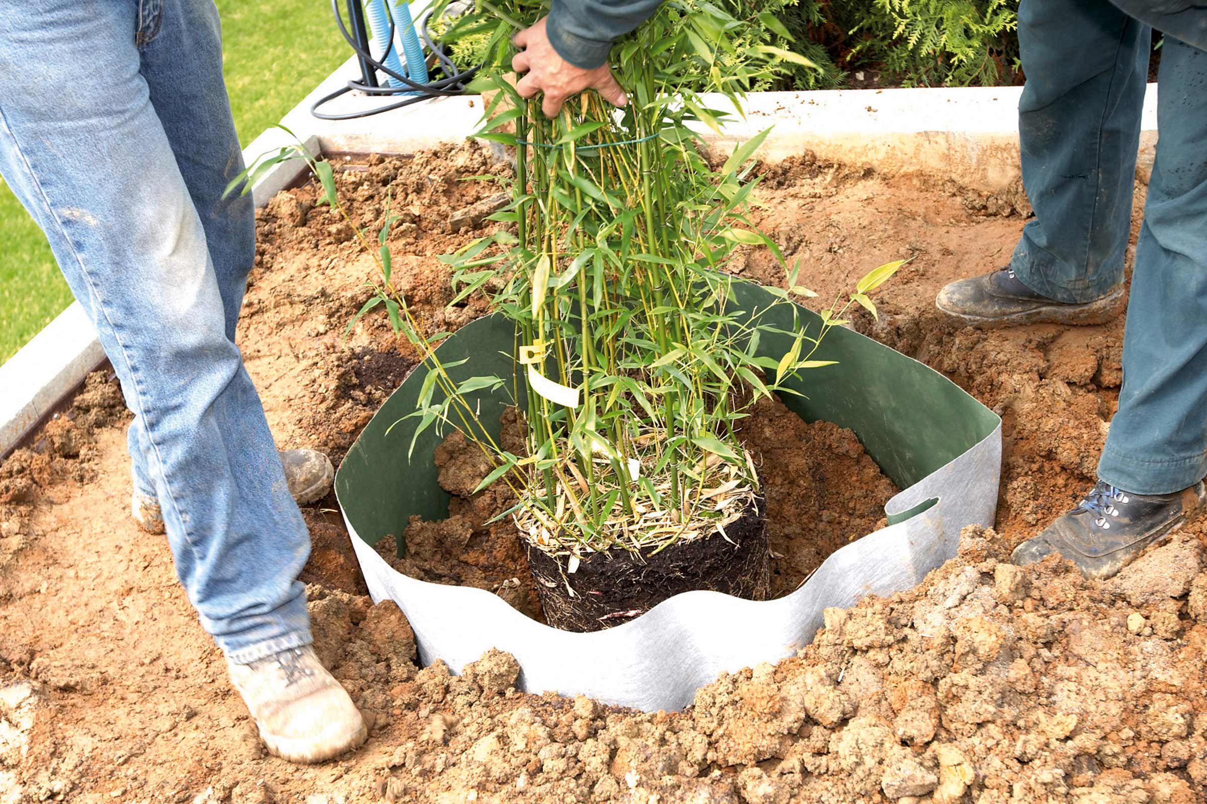 Bambus este plantat în pământ cu o barieră de rădăcină.