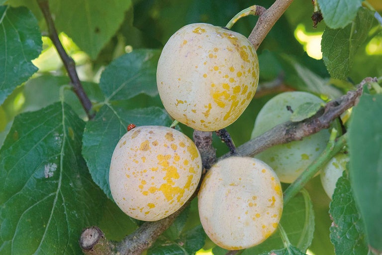 Prune Reine Claude în pom