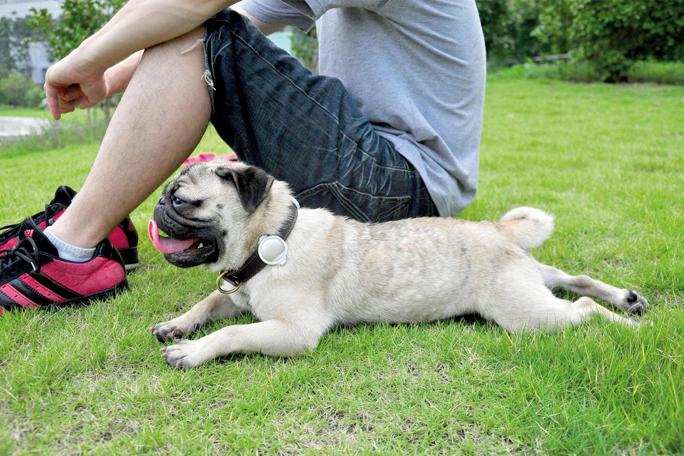 Mops culcat pe o peluză, cu un bărbat în fundal.