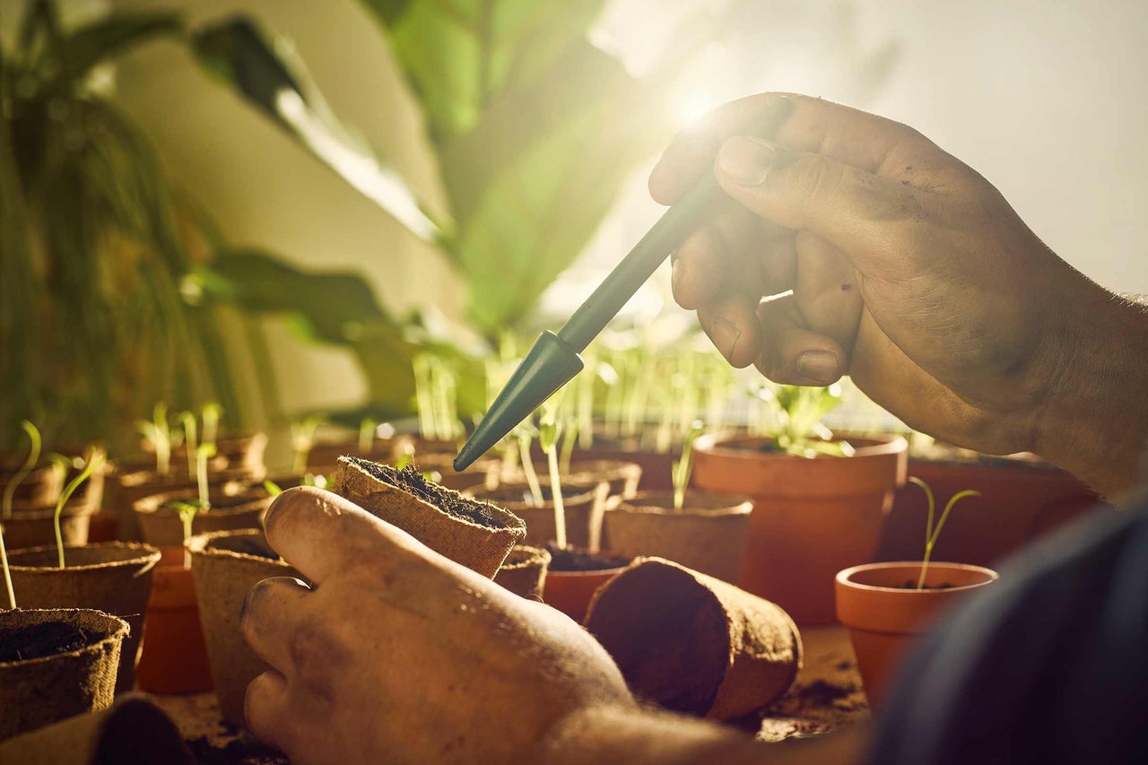 Grădinar udând un răsad într-un ghiveci de creștere cu o pipetă, înconjurat de alte ghivece de creștere cu plante tinere.