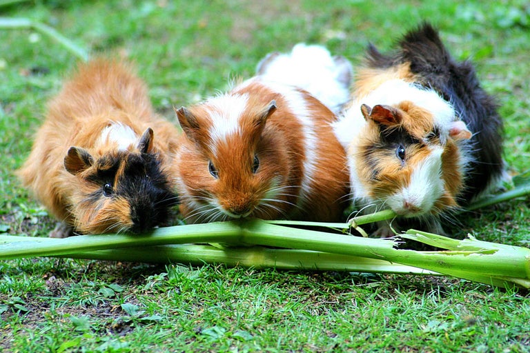 Trei cobai mănâncă tulpini verzi pe o pajiște.