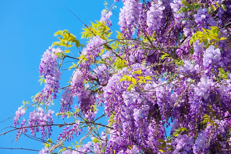 Glicină înflorită pe fundalul cerului albastru