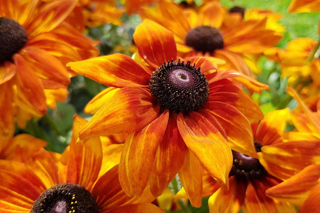 Prim-plan cu flori de Rudbeckia
