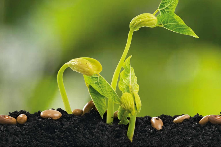 Cele mai recomandate semințe de legume