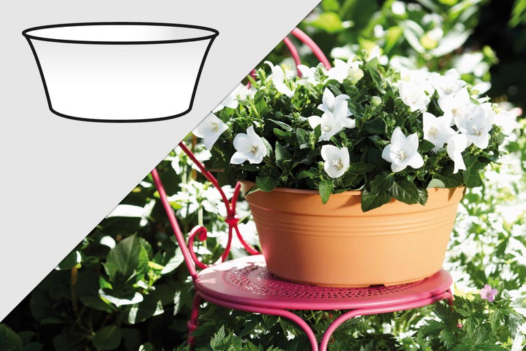 Ghiveci cu flori balon pe un scaun de grădină