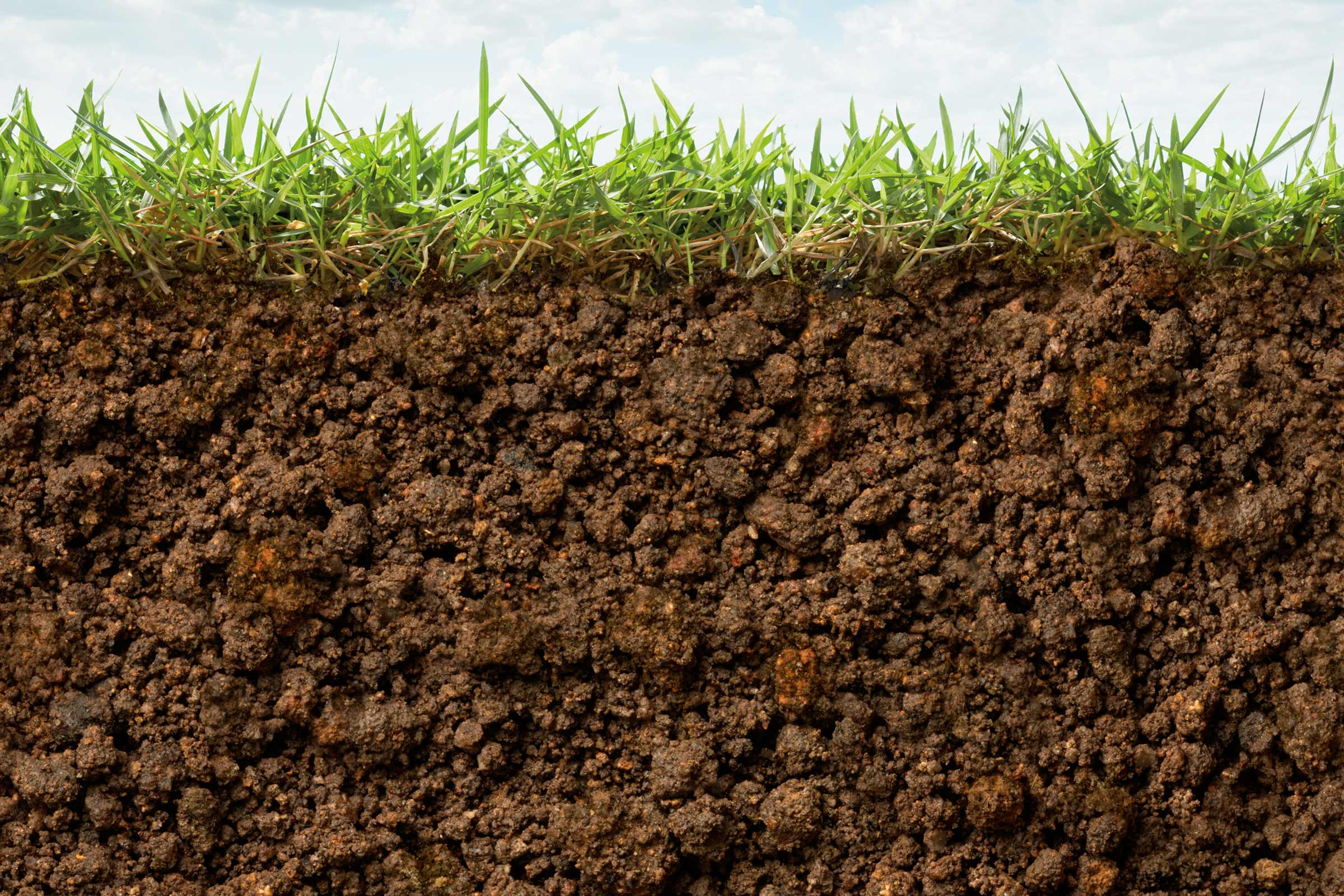 Prim-plan cu un profil de sol cu strat vegetal
