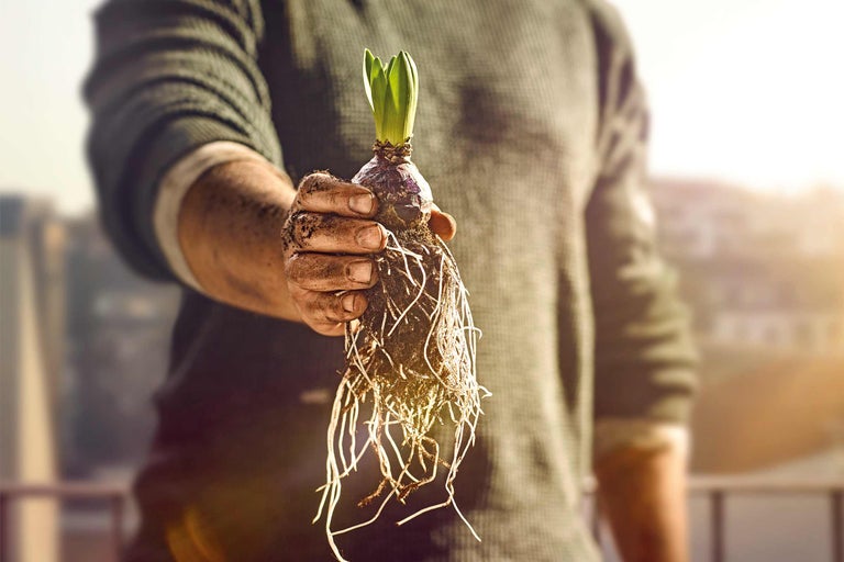 O persoană ține în mână un bulb de zambilă cu rădăcini și lăstari.