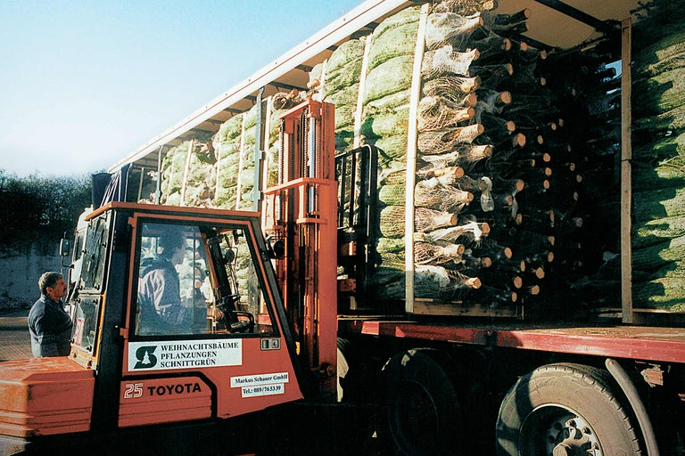 Stivuitor care încarcă pomi de Crăciun într-un camion pentru livrare
