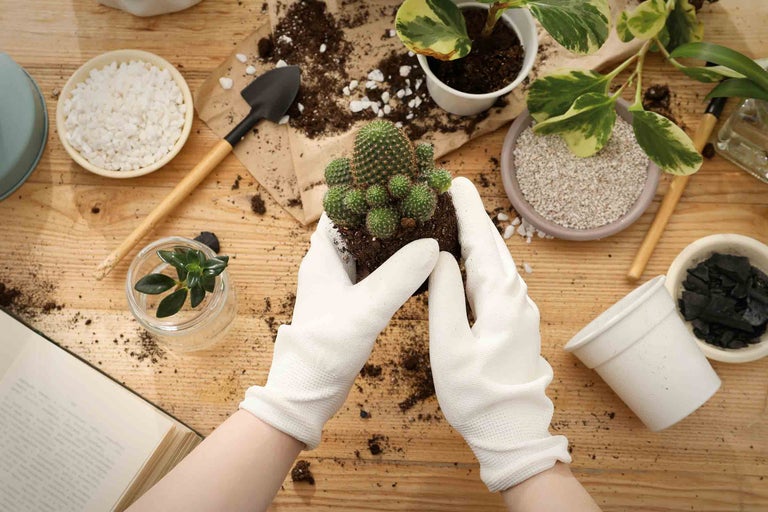 Tipuri de cactuși, udarea și îngrijirea lor