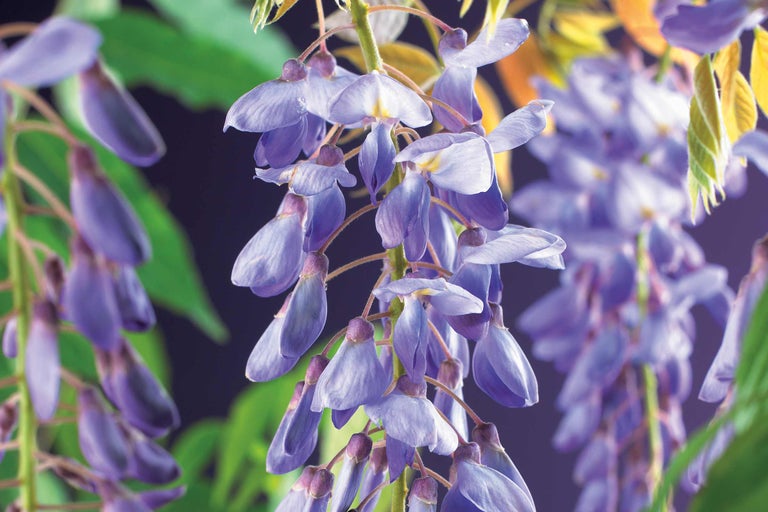 Prim-plan cu glicine înflorite