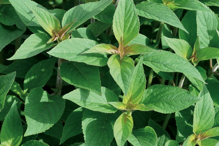 Prim-plan cu frunzele unei plante