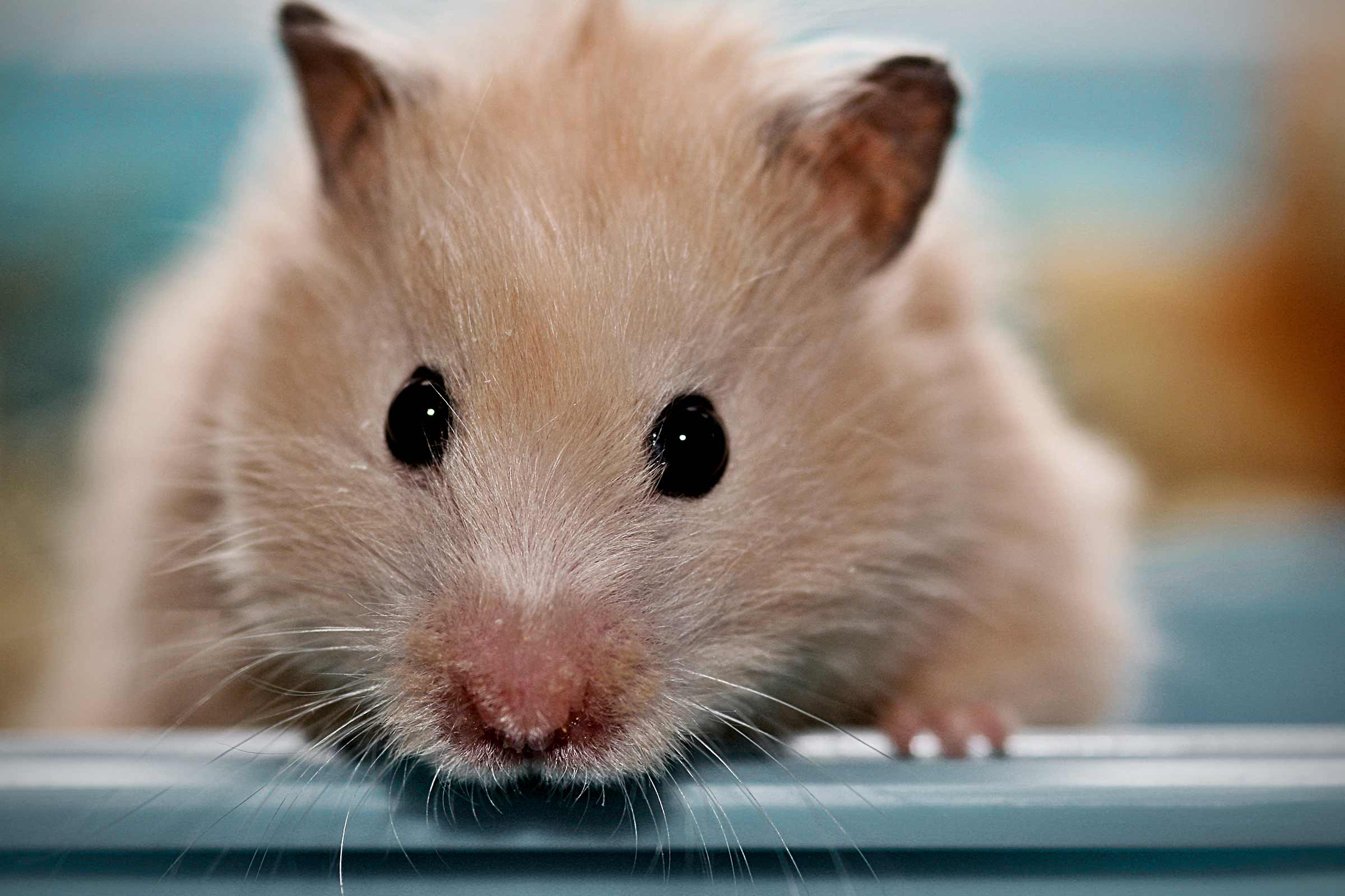 Prim-plan cu un hamster