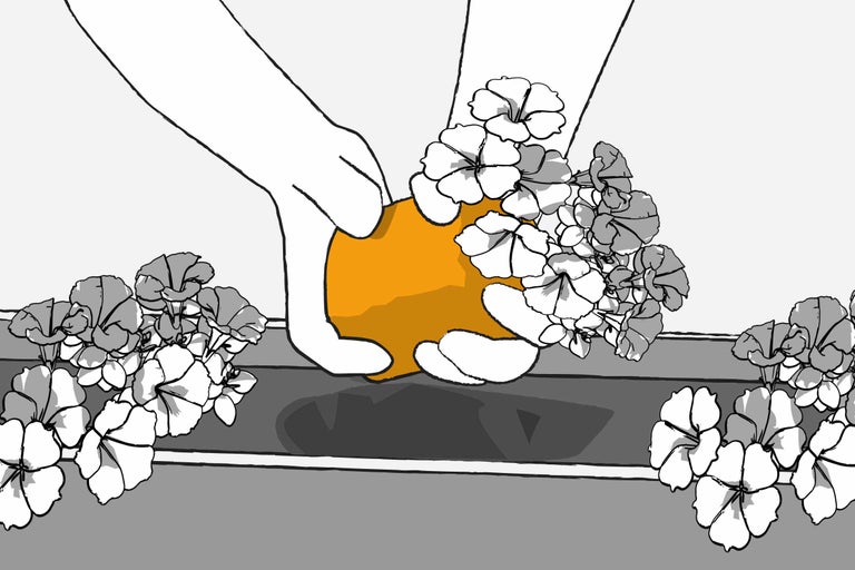 Ilustrație: mâini care plantează flori într-o jardinieră