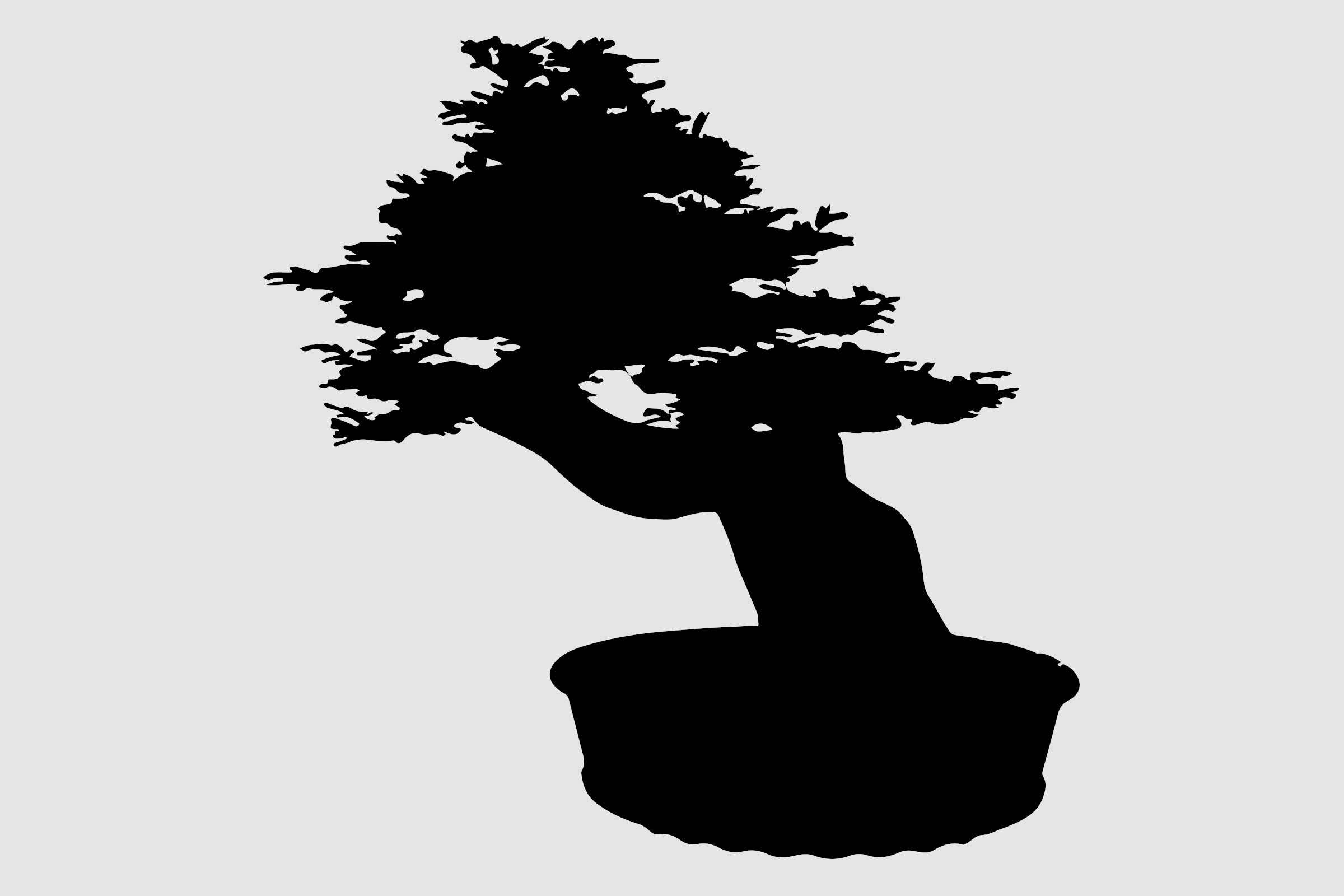 Bonsai în ghiveci