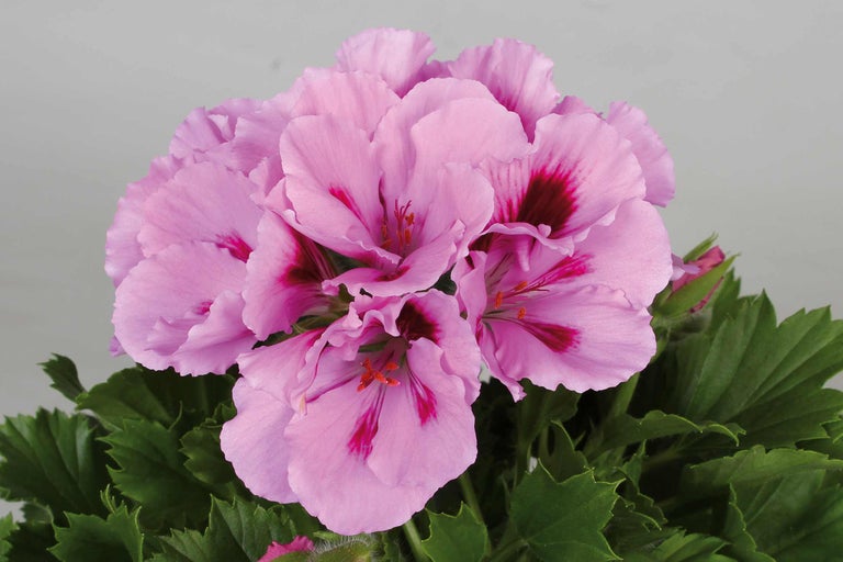 Prim-plan al unei flori de mușcată cu petale roz și frunze verzi.