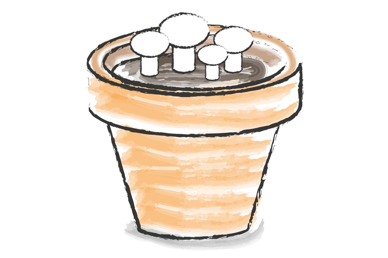 Ilustrație a unui vas de plantare cu răsaduri