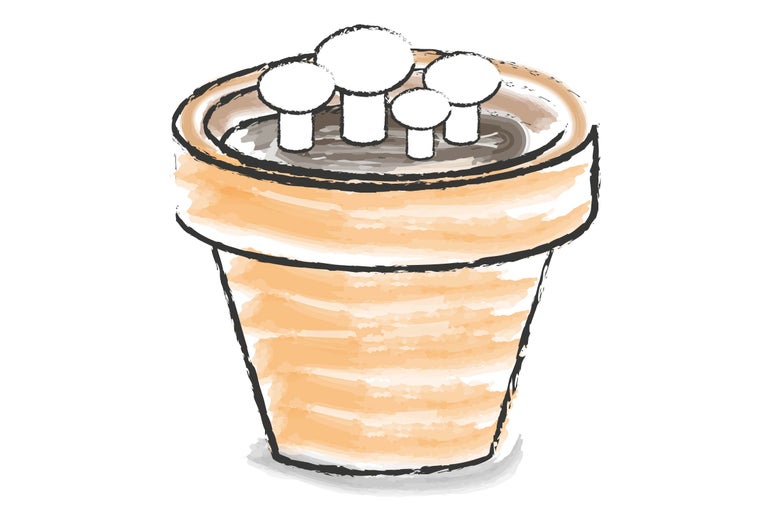Ilustrație a unui vas de plantare cu răsaduri