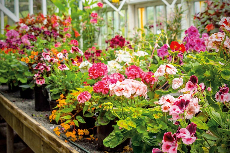 Diversitate de flori într-o seră cu mușcate, begonii și alte plante cu flori pe o masă