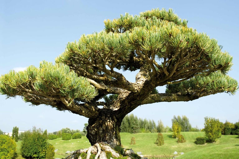 Pin negru japonez ca bonsai în grădină