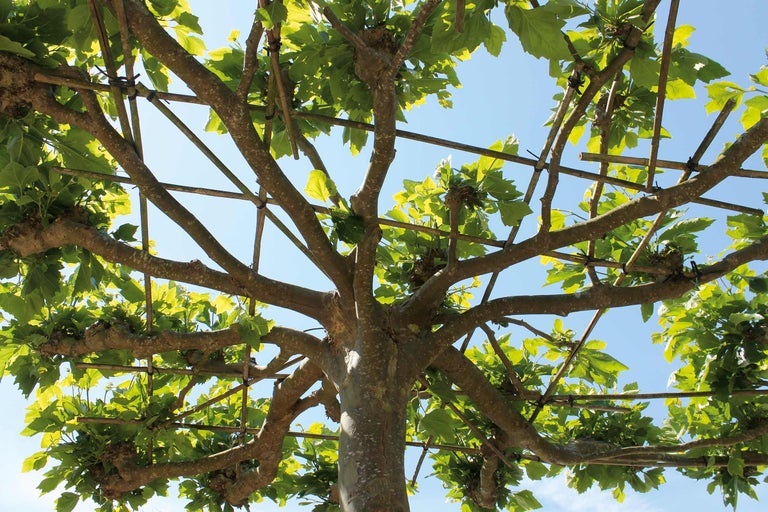 Vedere a unui arbore plataniu umbrar cu frunze și construcție cu rame