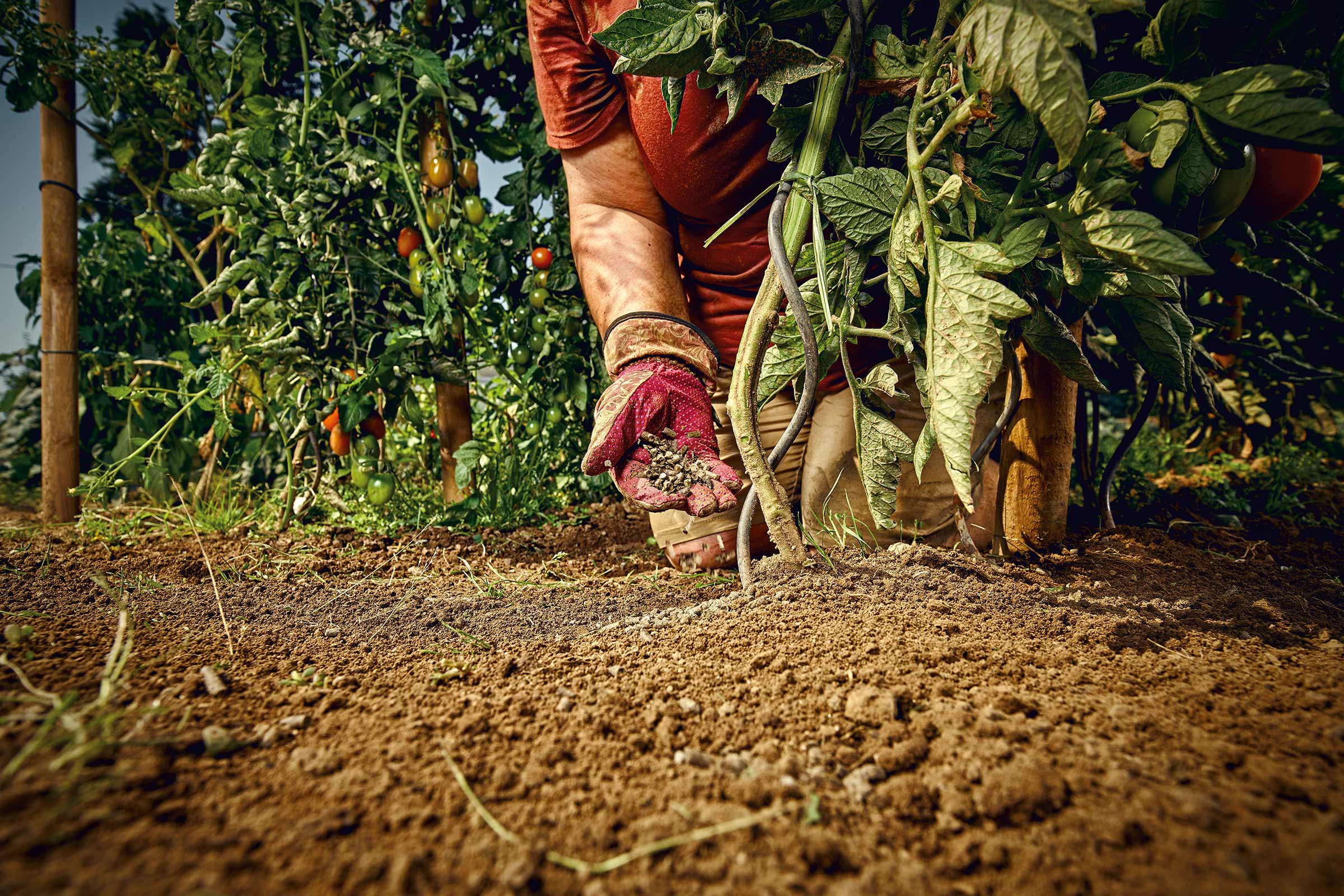 O persoană fertilizează o plantă de roșii în grădină.