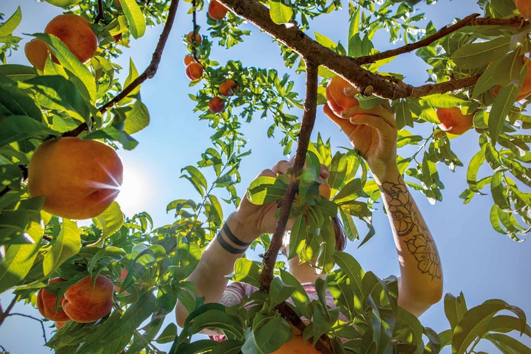 O persoană culege piersici dintr-un pom sub un cer albastru.