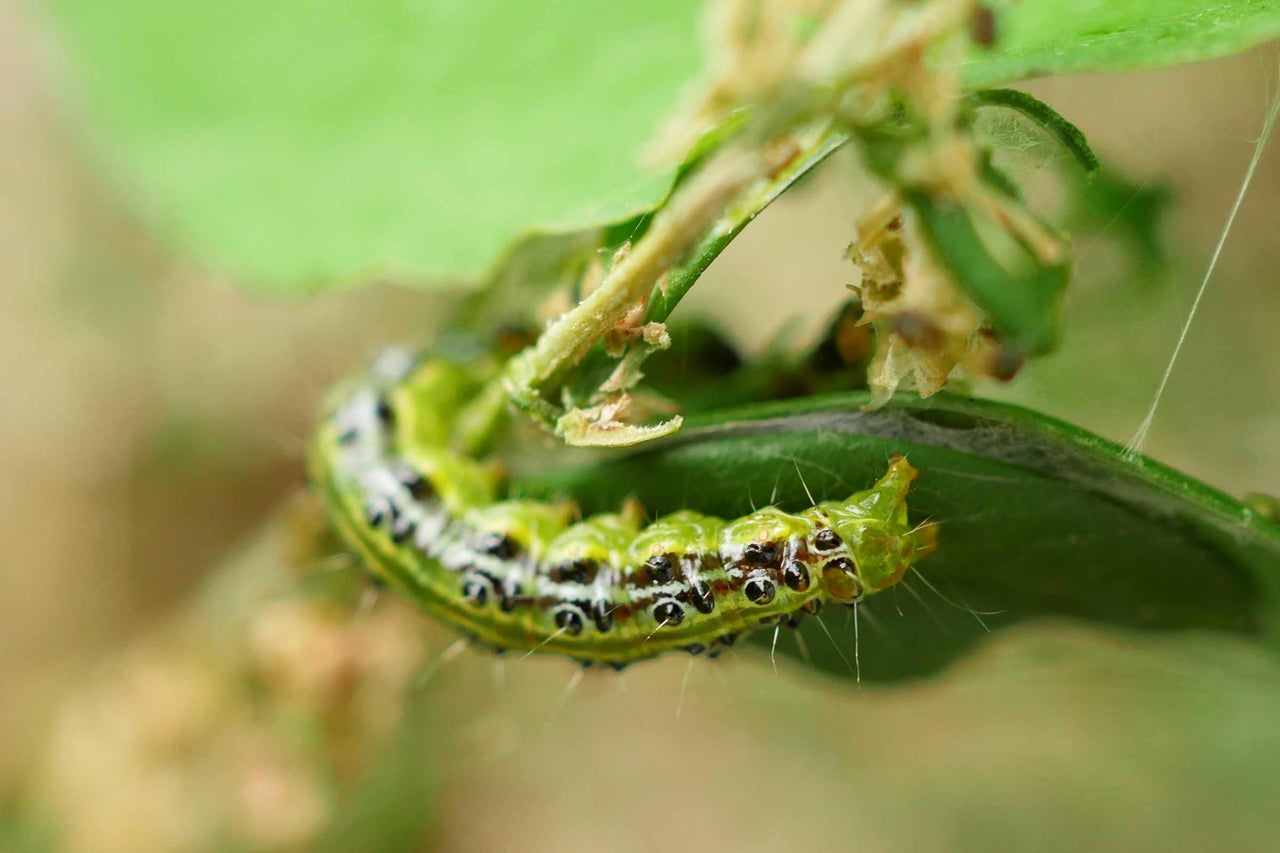 Omidă de molie de buxus pe o frunză