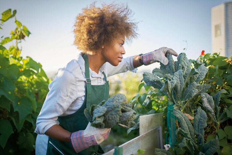 O femeie cu mănuși de grădinărit și șorț culege varză kale într-un strat de grădină ridicat.