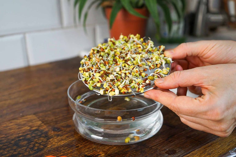 Persoană care clătește lăstari într-o sită deasupra unui vas de sticlă cu apă