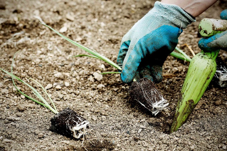 O persoană plantează plante tinere în pământ cu mănuși și un plantator.