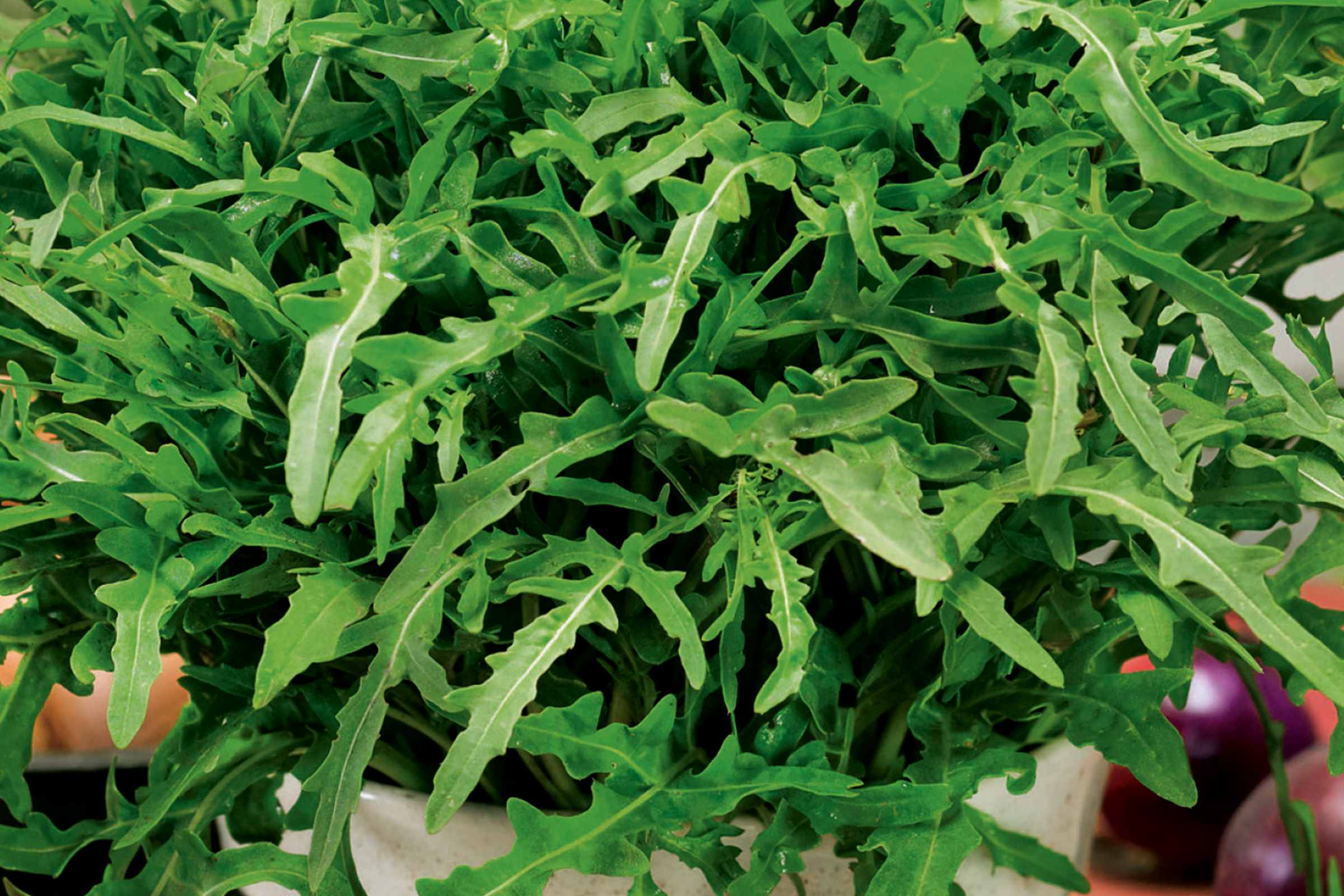 Plantă de rucola cu frunze verzi