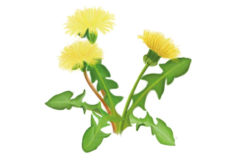 Ilustrație cu plante de păpădie cu flori și frunze