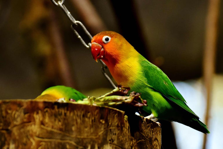 Agapornis roseicollis pe un ciot de copac