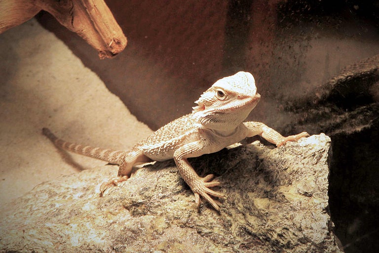 Dragon barbat pe o piatră