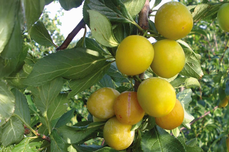 Prune galbene în pom cu frunze