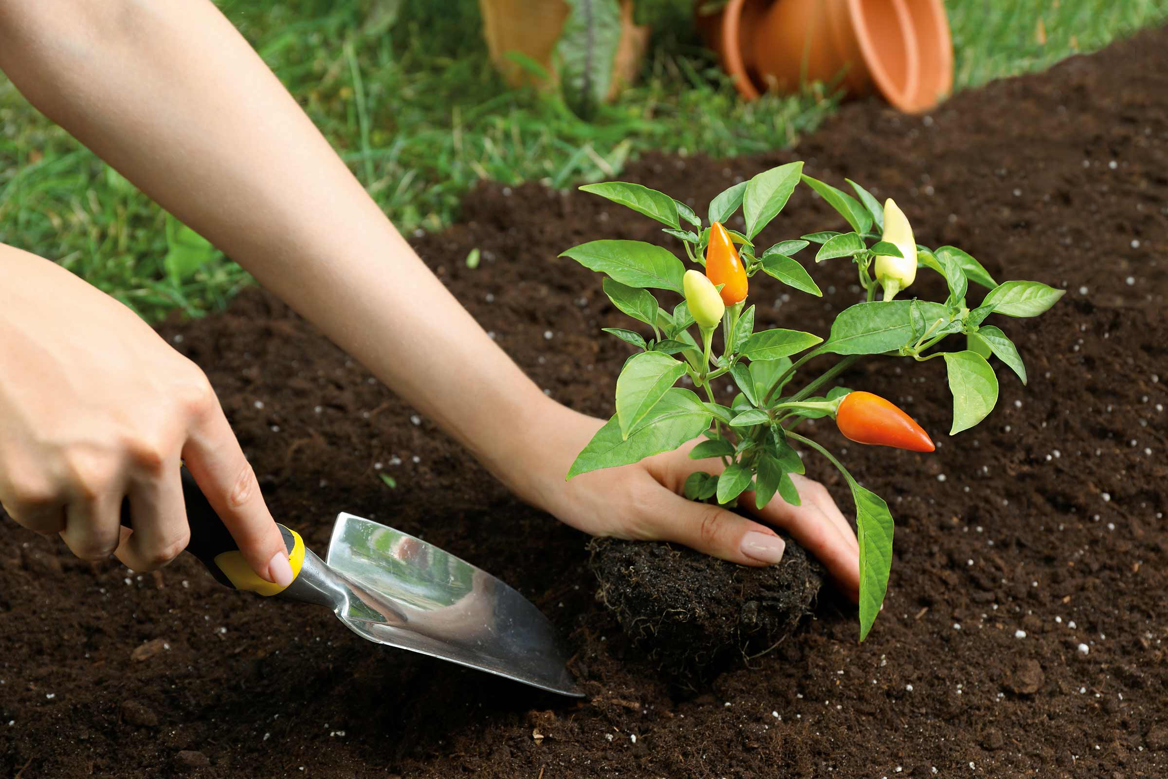 Plantarea unei plante de ardei iute în pământ cu o mistrie de grădinărit
