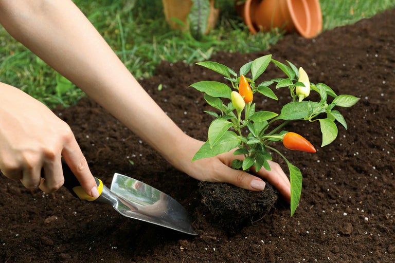 Plantarea unei plante de ardei iute în pământ cu o mistrie de grădinărit