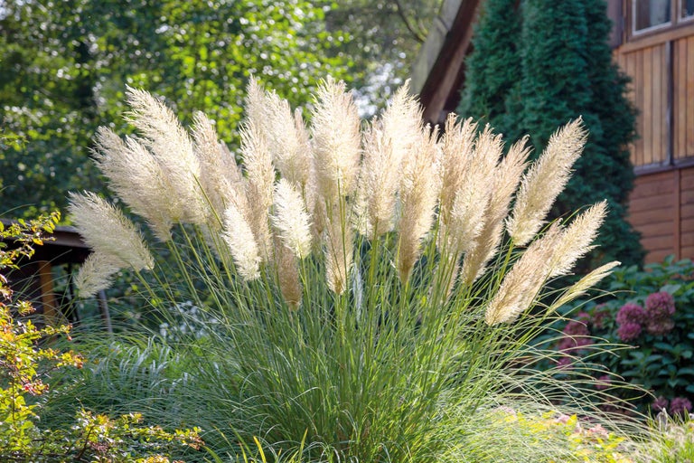 Iarbă de pampas în grădină