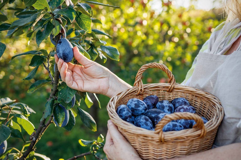 Recoltarea prunelor în grădină cu un coș plin de prune proaspete.